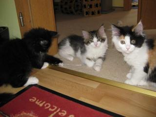 Norweger-Main Coon Mix Kitten