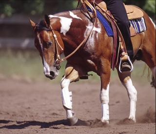 Paint Horse Deckhengst - Der Reiner mit viel Cowsence