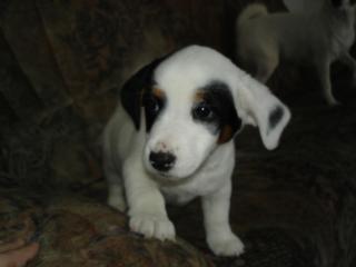 Jack Russel Terrier