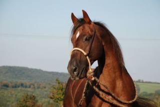 Quarter Horse Deckhengst Whiz A Suprise