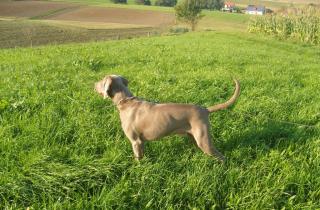 Weimaraner Deckrüde