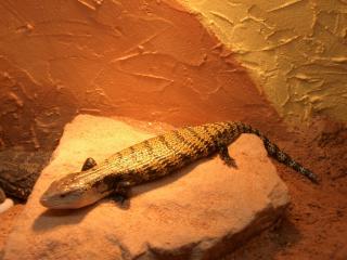 Blauzungenskink