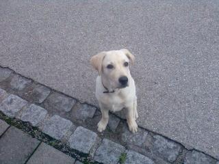 Labrador Welpe Micky geboren im April 2021 sucht nettes und liebevolles zuhause