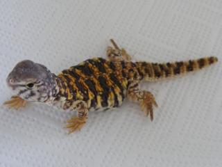 Uromastyx geyri Nachzuchten 08/09 abzugeben