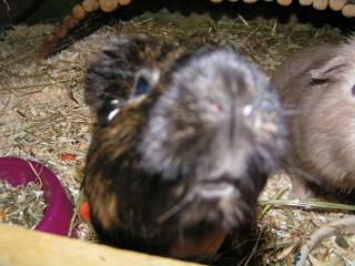 Meerschweinchen Notstation Kostenlose Aufnahme