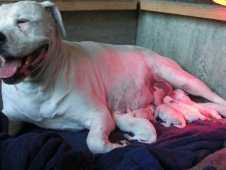 American Bulldog Babys