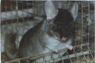 Chinchillas.