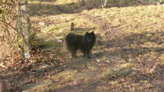 Der Spitz ist eine anerkannte deutsche Hunderasse und tritt heute