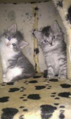 3 Maine Coon Kitten