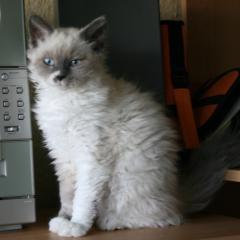 Selkirk Rex Langhaar Kitten mit blauen Augen