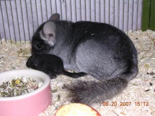 Suche einige Chinchilla Weibchen in Schoko, Pink-White, Afro-Violett