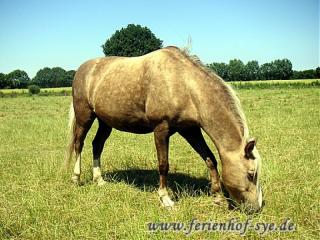 STOP Suchen Eine Reitbeteiligung im Umfeld Hasloh