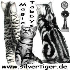 BKH-Silbertabby-Berlin-Nordost