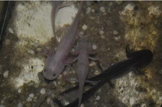 Axolotl Weißlinge und Wildlinge