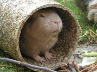 Not Meerschweinchen Vermittlung kostenlose Aufnahme