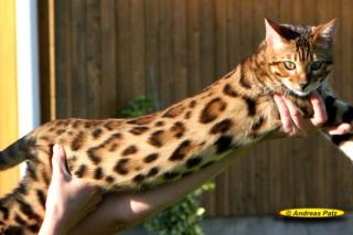 Extrem anhängliche Bengalkatzen, Bengalen der neuen Generation mit großen Rosett