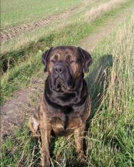 Murphy sucht Weibchen zum Decken