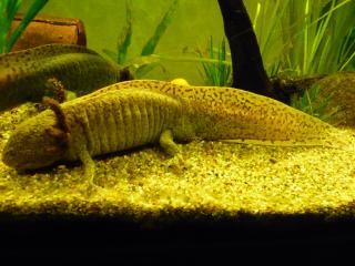 Axolotlmännchen