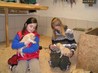 Liebevoll aufgezogene Golden-Retriever-Welpen abzugeben