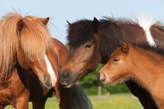 Suche Reitbeteiligung für zwei brave Pferde