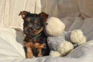 Australian Terrier - fabelhafter Junge sucht eine neue Familie