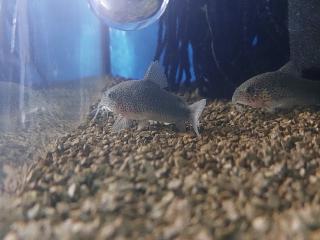 Corydoras similis Nachzuchten