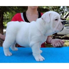 Englische Bulldogge Welpen