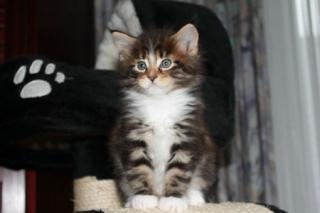 Maine Coon Kitten