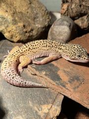 Leopardgecko-Männchen