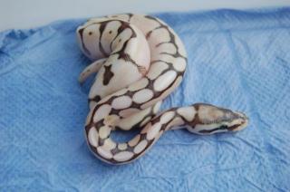 Python regius NZ 2021 Butter, Butterpastel, Lesser, Blue Ey Lucy, Lesserbee und Past