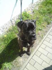 Bullmastiff Rüde sucht neues Heim