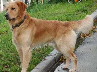 Golden Retriever Deckrüde Xantos of Golden Star Niedersachsen