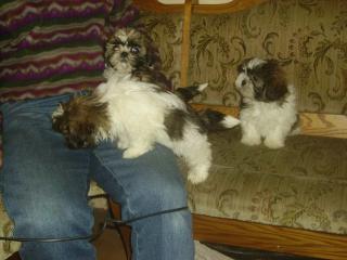 Reinrassige Shi Tzu Welpen