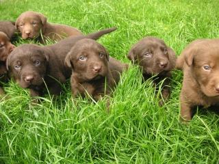 SCHOKOBRAUNE LABRADORWELPEN ABGABE JULI