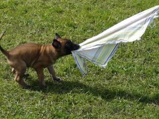 Malinois Welpen mit VDH-Papieren