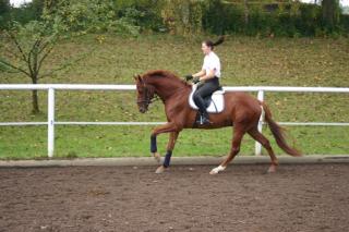 3 Jähriger Londonderry x Donnerschwee/ Mozart