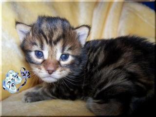 Maine Coon Kitten