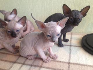 Hypoallergene 100 haarlose Sphynx-Kätzchen