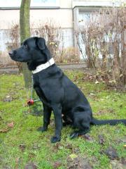 Labrador - Mix zu verkaufen