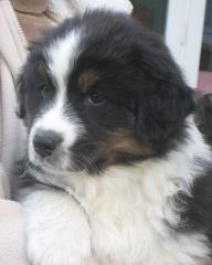 Australian Shepherd Welpen