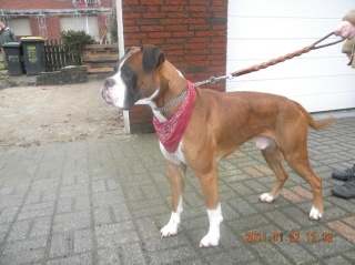 Boxer Deckrüde sucht nette Damen die Mama werden wollen.