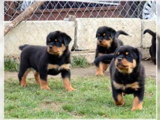 Rottweiler-Welpen suchen liebevolles Zuhause