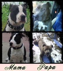 AMERICAN STAFFORDSHIRE TERRIER WELPEN TOP ZUCHT