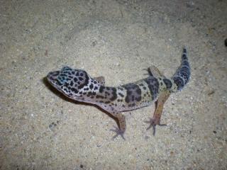 Leopardgeckos, Weibchen, nominat mit Farbeinschlag, suchen ein neues Zuhause, Eu