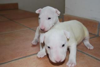 MINIATUR BULLTERRIER