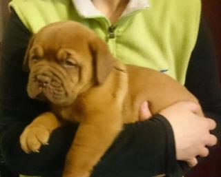 Bordeauxdogge - Dogue de Bordeaux - Welpen mit Stammbaum FCI