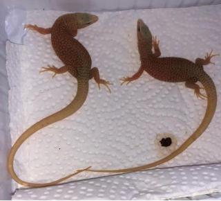 VARANUS KINGORUM BABYS ZU VERKAUFEN