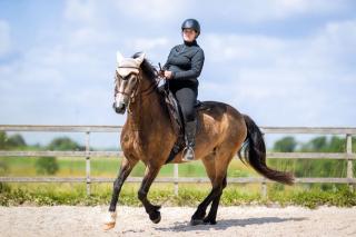 Reitunterricht, Beritt, Freiarbeit, Zirkuslektionen