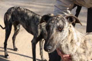 Diese Galgo-Hündin sucht ganz schnell ein neues Heim