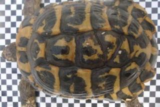 1, 1 Thh adult Griechische Landschildkröte Westrasse aus der Toskana